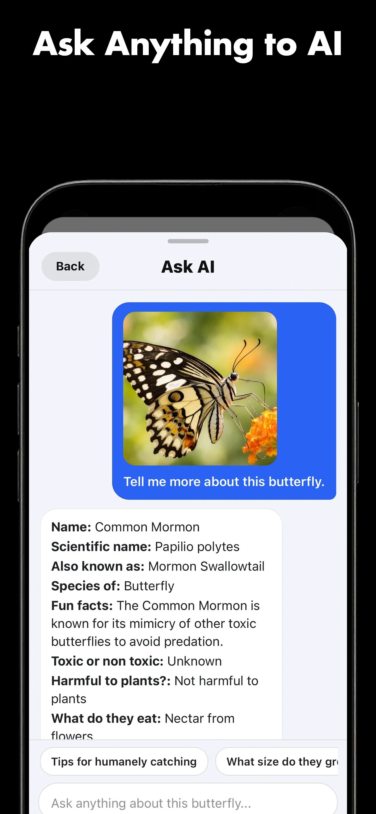 Butterfly Identifier: AI Scan screenshot